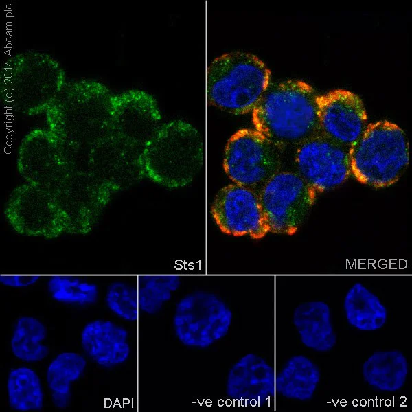 Immunocytochemistry/ Immunofluorescence - Anti-Sts1 antibody [EPR16980] - BSA and Azide free (AB251234)