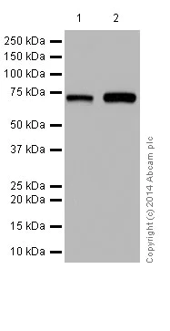 Western blot - Anti-Sts1 antibody [EPR16980] - BSA and Azide free (AB251234)