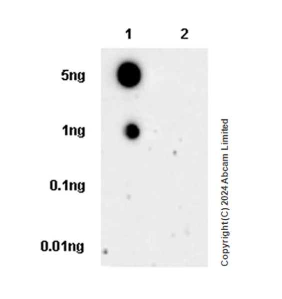 Dot Blot - Anti-STT3A antibody [EPR29178-10] (AB320831)