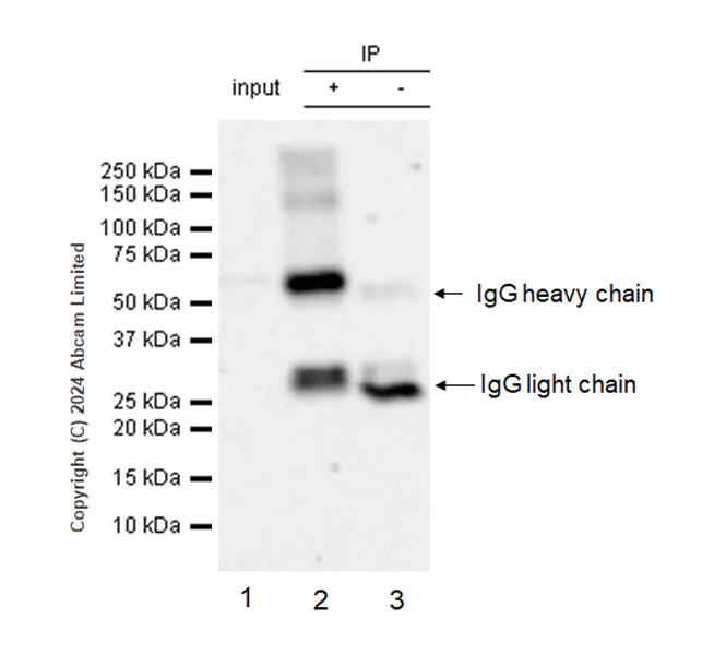Immunoprecipitation - Anti-STT3A antibody [EPR29178-10] - BSA and Azide free (AB320832)