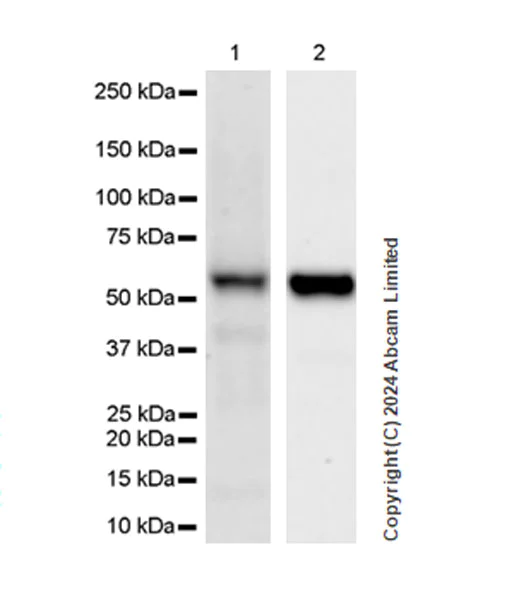 Western blot - Anti-STT3A antibody [EPR29178-10] - BSA and Azide free (AB320832)