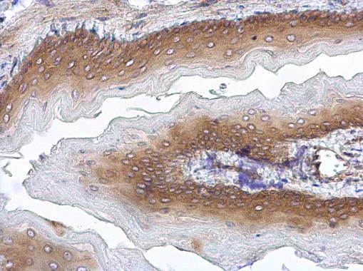 Immunohistochemistry (Formalin/PFA-fixed paraffin-embedded sections) - Anti-STUB1/CHIP antibody (AB228742)