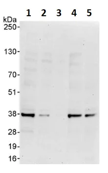 Western blot - Anti-STUB1/CHIP antibody (AB264213)