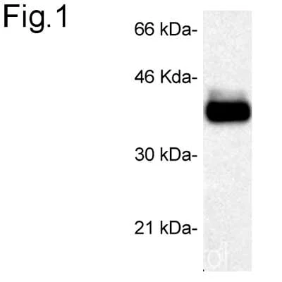 Western blot - Anti-STUB1/CHIP antibody (AB2917)