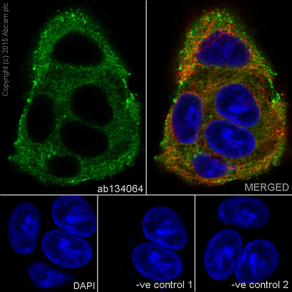 Immunocytochemistry/ Immunofluorescence - Anti-STUB1/CHIP antibody [EPR4447] (AB134064)