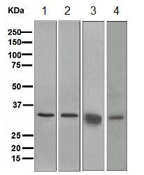 Western blot - Anti-STUB1/CHIP antibody [EPR4447] (ab134064), expandable thumbnail