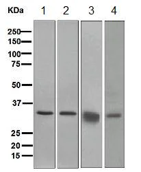 Western blot - Anti-STUB1/CHIP antibody [EPR4447] (AB134064)