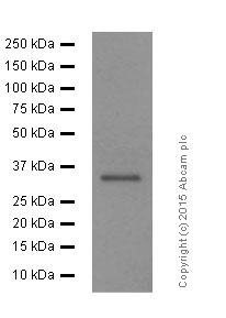 Western blot - Anti-STUB1/CHIP antibody [EPR4447] (ab134064), expandable thumbnail