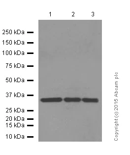 Western blot - Anti-STUB1/CHIP antibody [EPR4447] (AB134064)