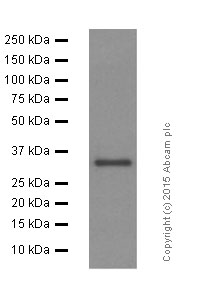 Western blot - Anti-STUB1/CHIP antibody [EPR4447] (ab134064), expandable thumbnail