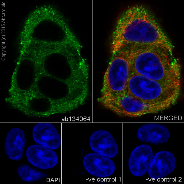 Immunocytochemistry/ Immunofluorescence - Anti-STUB1/CHIP antibody [EPR4447] - BSA and Azide free (AB238966), expandable thumbnail
