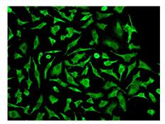 Immunocytochemistry/ Immunofluorescence - Anti-STUB1/CHIP antibody [EPR4448] (AB109103)