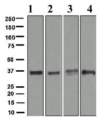 Western blot - Anti-STUB1/CHIP antibody [EPR4448] - BSA and Azide free (AB247759)
