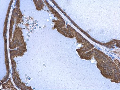 Immunohistochemistry (Formalin/PFA-fixed paraffin-embedded sections) - Anti-STX17 antibody (AB229646)