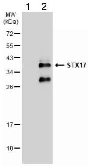 Western blot - Anti-STX17 antibody (AB229646), expandable thumbnail