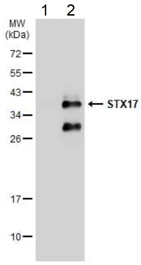 Western blot - Anti-STX17 antibody (AB229646)