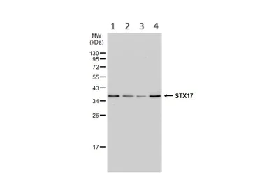 Western blot - Anti-STX17 antibody (AB229646)