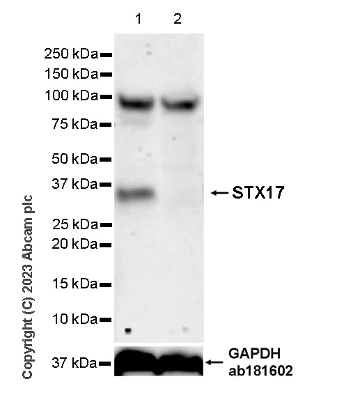 Western blot - Anti-STX17 antibody [EPR28622-84] - BSA and Azide free (AB316120)