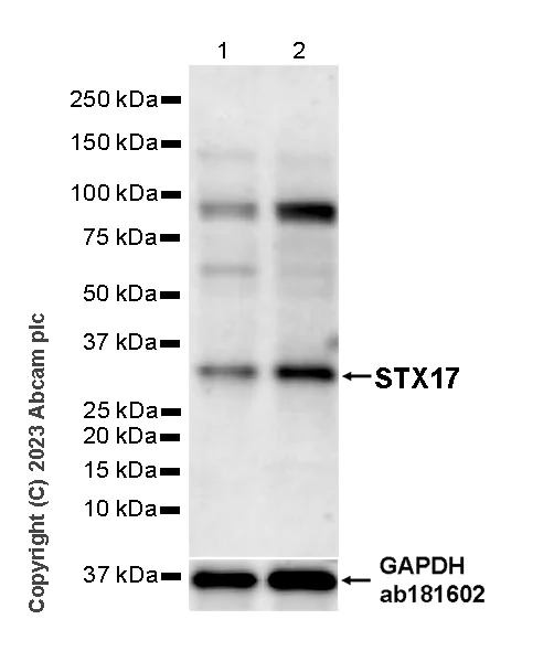 Western blot - Anti-STX17 antibody [EPR28622-84] - BSA and Azide free (AB316120)
