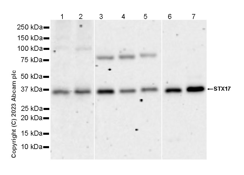 Western blot - Anti-STX17 antibody [EPR28622-84] - BSA and Azide free (AB316120)