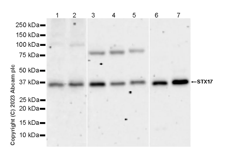 Western blot - Anti-STX17 antibody [EPR28622-84] - BSA and Azide free (AB316120)