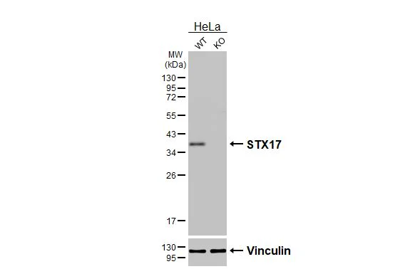 Western blot - Anti-STX17 antibody [HL3534] - BSA and Azide free (AB327518)