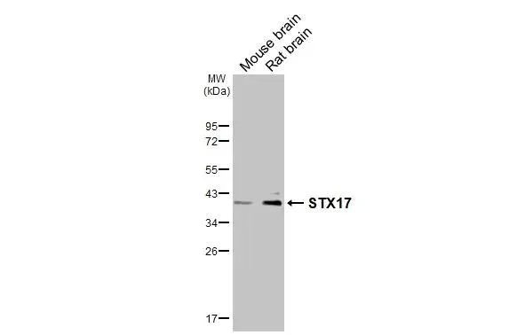 Western blot - Anti-STX17 antibody [HL3534] - BSA and Azide free (AB327518)
