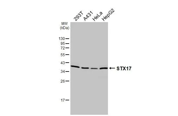 Western blot - Anti-STX17 antibody [HL3534] - BSA and Azide free (AB327518)