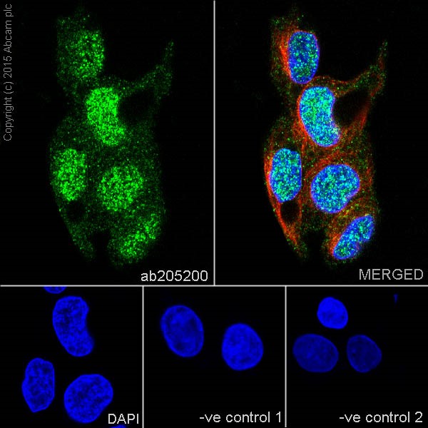 Immunocytochemistry/ Immunofluorescence - Anti-STYX antibody [EPR16314] (ab205200), expandable thumbnail