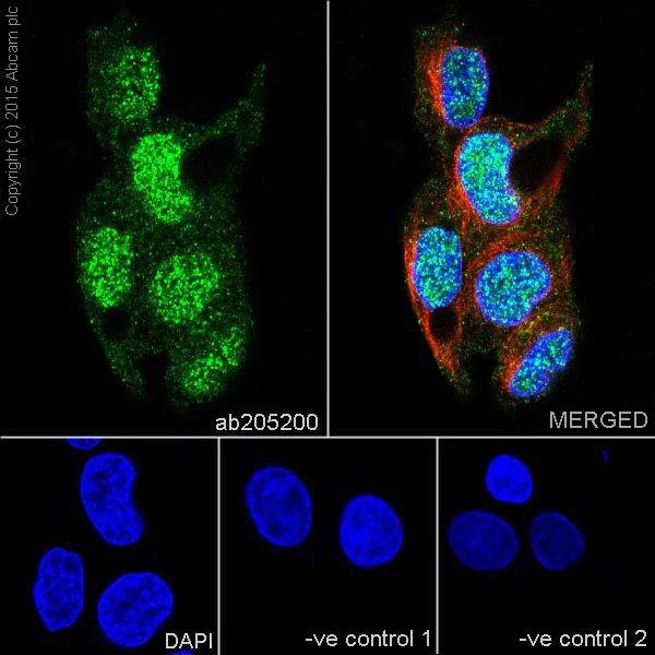 Immunocytochemistry/ Immunofluorescence - Anti-STYX antibody [EPR16314] (AB205200)