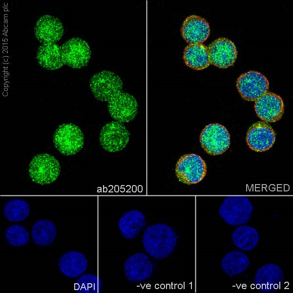 Immunocytochemistry/ Immunofluorescence - Anti-STYX antibody [EPR16314] (ab205200), expandable thumbnail