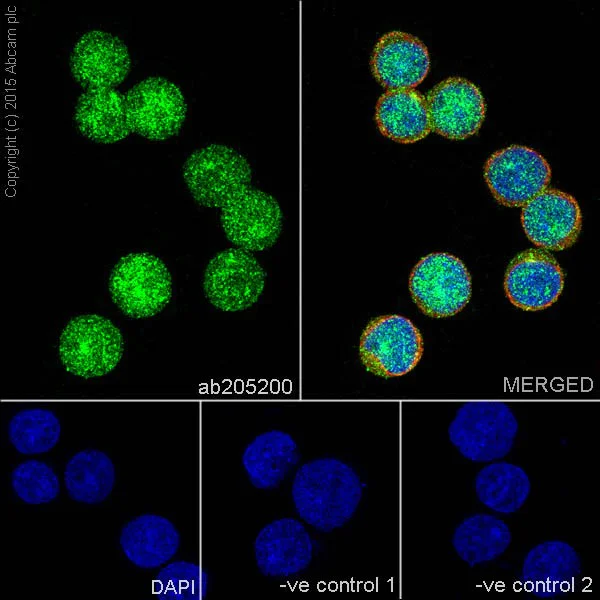 Immunocytochemistry/ Immunofluorescence - Anti-STYX antibody [EPR16314] (AB205200)