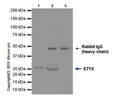 Immunoprecipitation - Anti-STYX antibody [EPR16314] (ab205200), expandable thumbnail