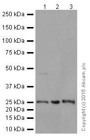 Western blot - Anti-STYX antibody [EPR16314] (AB205200), expandable thumbnail