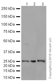 Western blot - Anti-STYX antibody [EPR16314] (AB205200)