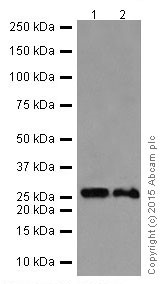 Western blot - Anti-STYX antibody [EPR16314] (AB205200), expandable thumbnail