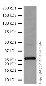 Western blot - Anti-STYX antibody [EPR16314] (AB205200), expandable thumbnail