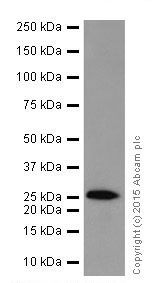 Western blot - Anti-STYX antibody [EPR16314] (AB205200), expandable thumbnail