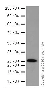 Western blot - Anti-STYX antibody [EPR16314] (AB205200)