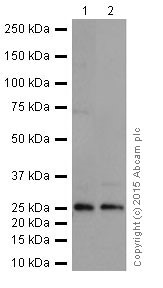 Western blot - Anti-STYX antibody [EPR16314] (AB205200), expandable thumbnail