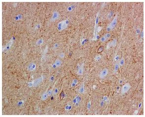 Immunohistochemistry (Formalin/PFA-fixed paraffin-embedded sections) - Anti-Substance P antibody [EPR3959] - BSA and Azide free (AB248419)