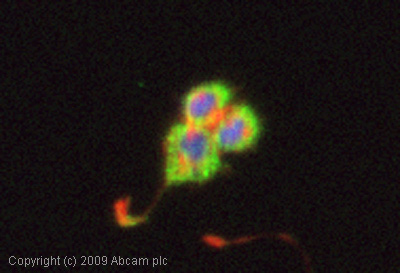 Immunocytochemistry/ Immunofluorescence - Anti-Substance P antibody [SP-DE4-21] (AB14184), expandable thumbnail