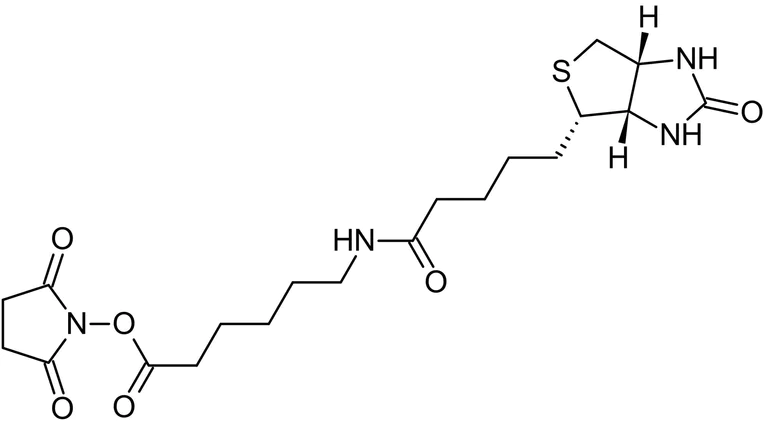 Chemical Structure - (Succinimidyl 6-(biotinamido)hexanoate), Amine-reactive biotinylation agent (AB145617)