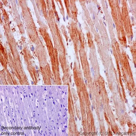 Immunohistochemistry (Formalin/PFA-fixed paraffin-embedded sections) - Anti-SUCLA2 antibody [EPR14924] (AB202582)
