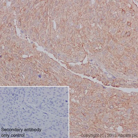 Immunohistochemistry (Formalin/PFA-fixed paraffin-embedded sections) - Anti-SUCLA2 antibody [EPR14924] (AB202582)