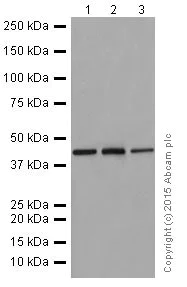 Western blot - Anti-SUCLA2 antibody [EPR14924] (AB202582)