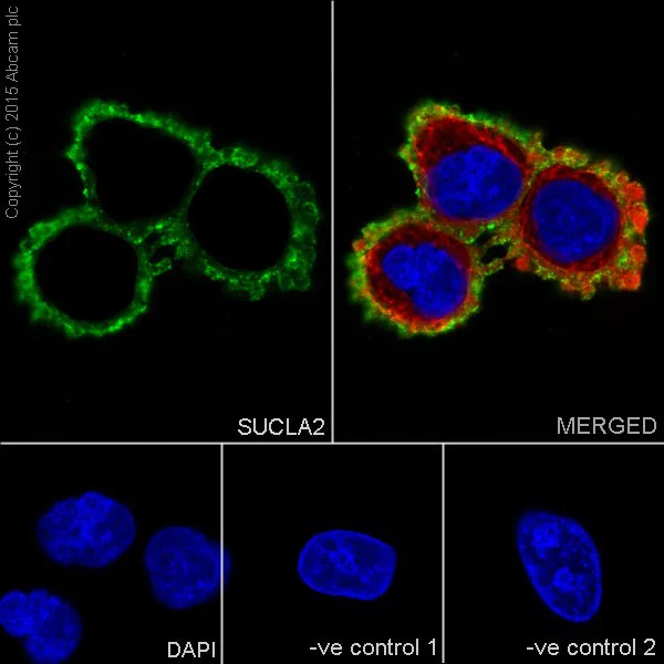 Immunocytochemistry/ Immunofluorescence - Anti-SUCLA2 antibody [EPR14924] - BSA and Azide free (AB251376)