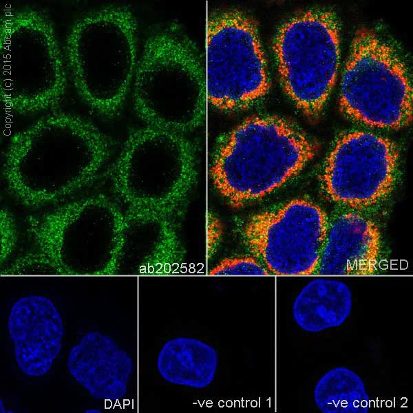 Immunocytochemistry/ Immunofluorescence - Anti-SUCLA2 antibody [EPR14924] - BSA and Azide free (AB251376)