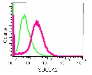 Flow Cytometry (Intracellular) - Anti-SUCLA2 antibody [EPR14925] - BSA and Azide free (AB250666), expandable thumbnail