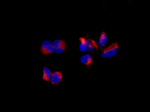 Immunocytochemistry/ Immunofluorescence - Anti-SUCLA2 antibody [EPR14925] - BSA and Azide free (AB250666)